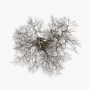 John Metcalfe - Tree *Pre-Order