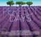 Various Artists - Perfect Days: 60s & 70s Inspirational Songs *Pre-Order